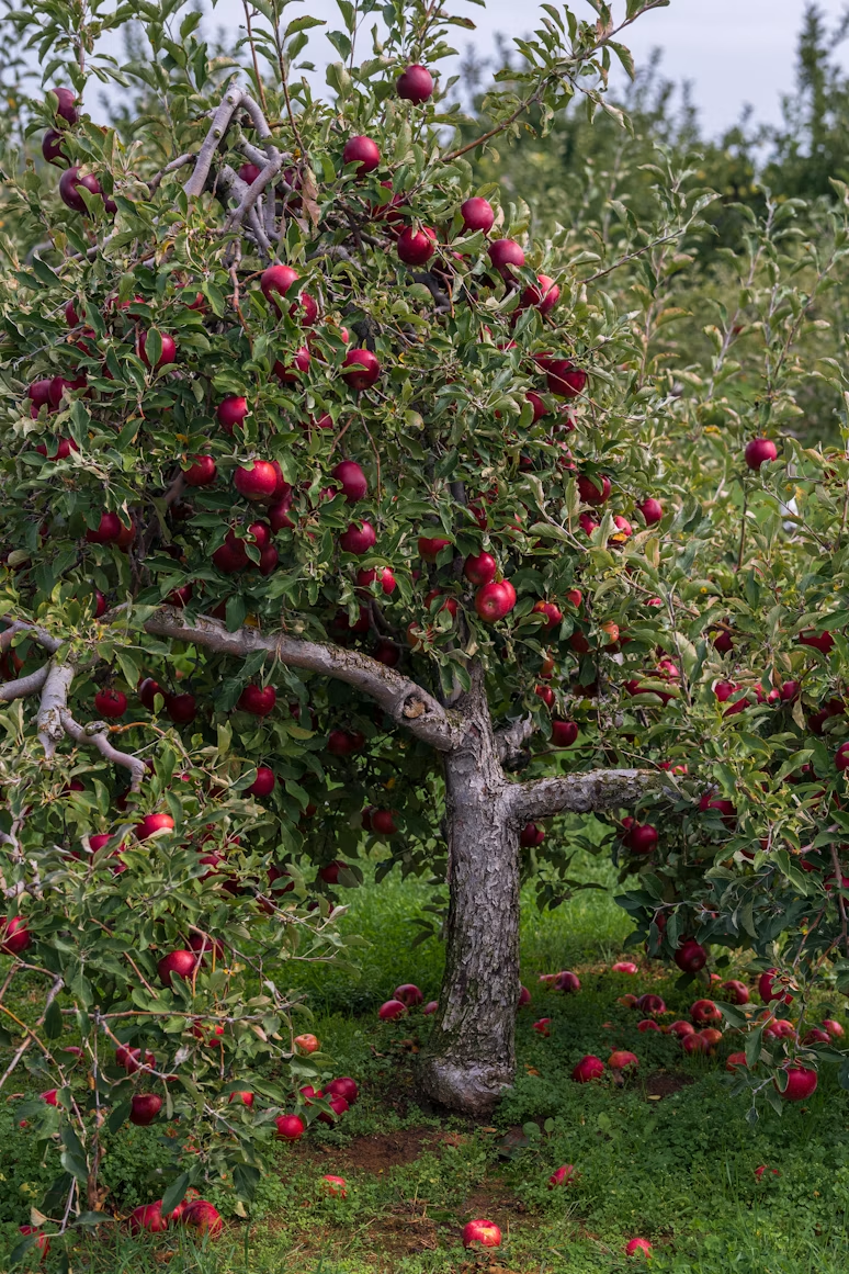 An apple tree heavy with red fruit in a Vernon-area orchard, apples scattered on the grass below